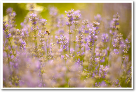 Lavendel